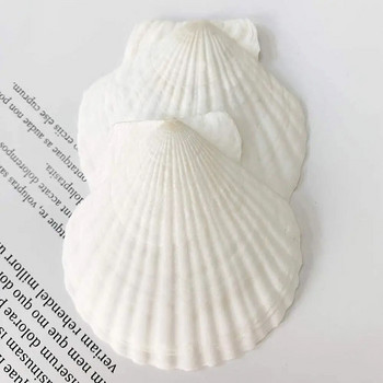 2PCS 10-14CM Естествени черупки Големи бели миди Орнамент от миди Морски домашен декор Плажни сватбени декорации Бижута Направи си сам Shell