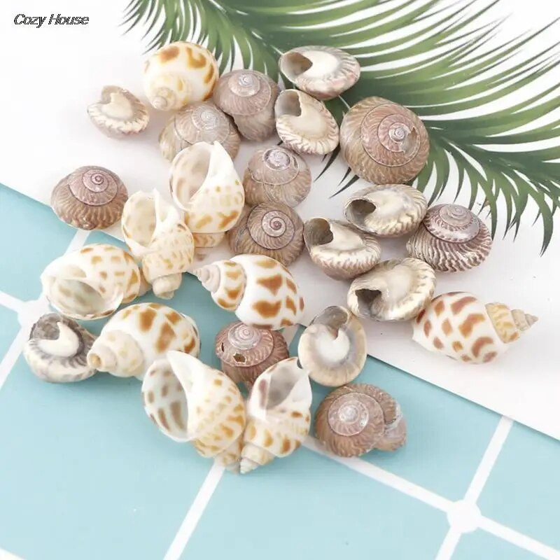 Mix Style Natural Shell 1-3cm 1 DĖŽUTĖ Natūralios kriauklytės Mini kriauklė Kukurūzų Sraigtas Sienų dekoravimas Pasidaryk pats akvariumo kraštovaizdžio kriauklės