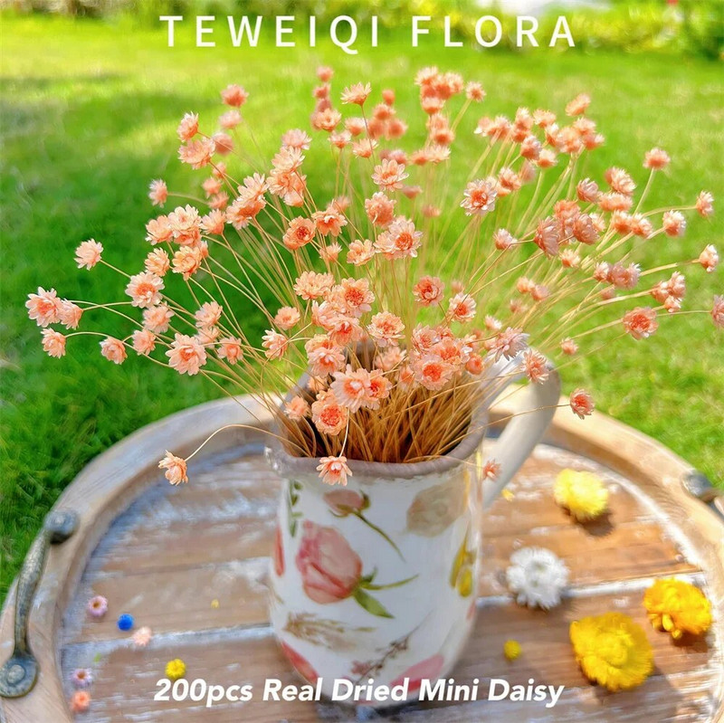 200db natúr szárított virágok brazil kis csillag százszorszép dekoratív mini kamilla csokor esküvői virágkötészeti lakberendezés