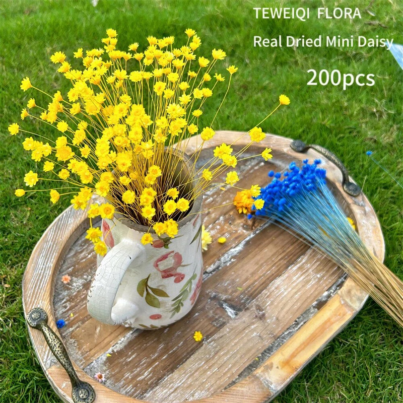 200db natúr szárított virágok brazil kis csillag százszorszép dekoratív mini kamilla csokor esküvői virágkötészeti lakberendezés