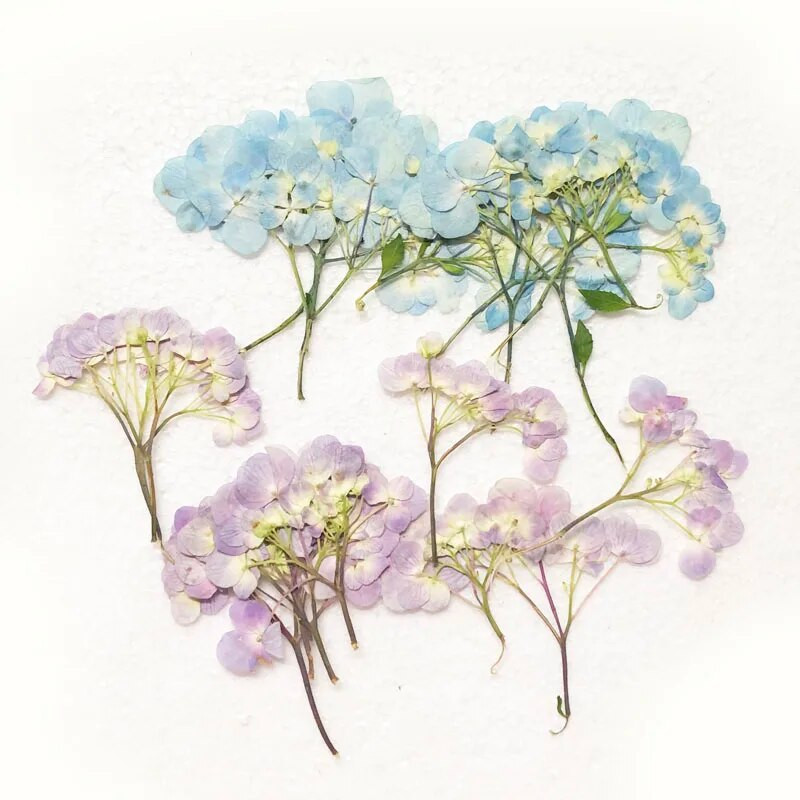 30 vnt. presuotos džiovintos daugiagalvės hortenzijos gėlių augalų herbariumas papuošalams Atvirukas Kvietimo kortelė Pažymėti telefono dėklas, pasidaryk pats