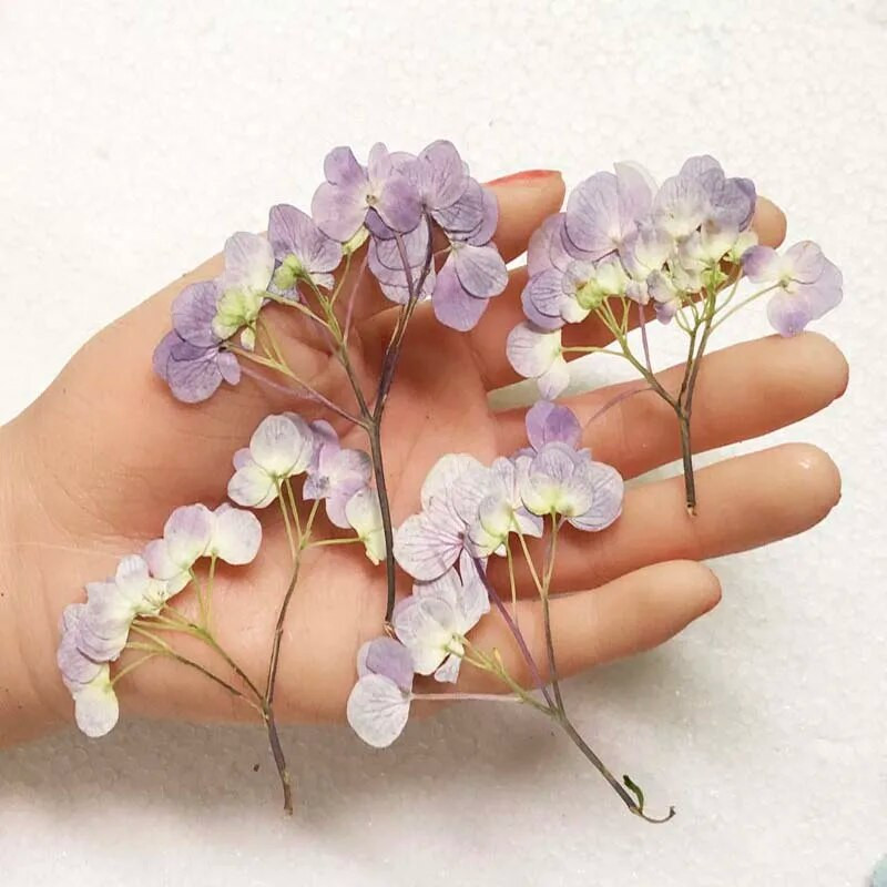 30 vnt. presuotos džiovintos daugiagalvės hortenzijos gėlių augalų herbariumas papuošalams Atvirukas Kvietimo kortelė Pažymėti telefono dėklas, pasidaryk pats