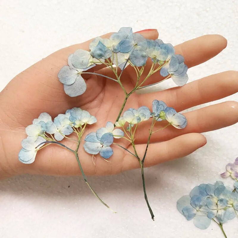 30 vnt. presuotos džiovintos daugiagalvės hortenzijos gėlių augalų herbariumas papuošalams Atvirukas Kvietimo kortelė Pažymėti telefono dėklas, pasidaryk pats