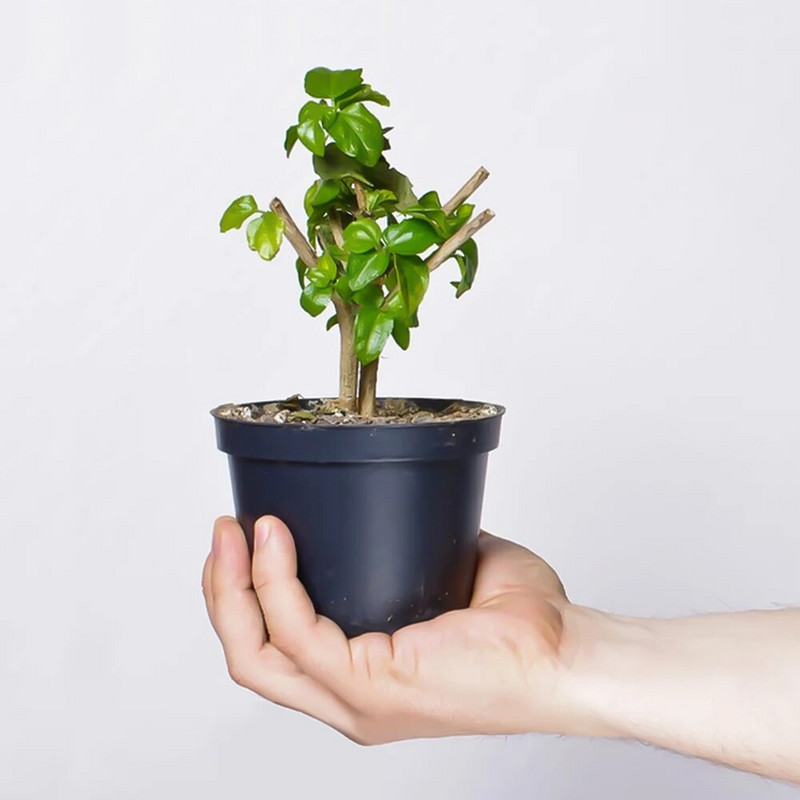 10 KOM 5,5x6,5 cm crno-bijele plastične podebljane lončanice sadnica sadnica rasadnik drenažna rupa bonsai unutarnji staklenik na otvorenom