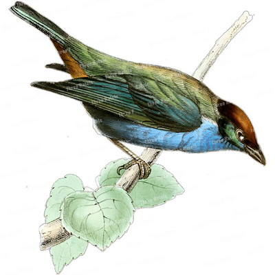 Three Ratels QCF146 Cvijet i ptica elegantna umjetnost autohezija naljepnica uređenje doma električni uređaji ogrebotine štit naljepnice