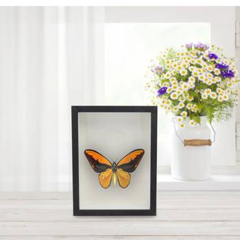 Рамка Дисплей Плаващ екземпляр Цветя, щамповани със снимки, държач за кутия за снимки, стъклени 3D произведения на изкуството, цветя, изсушени буболечки, сянка, случай на насекоми