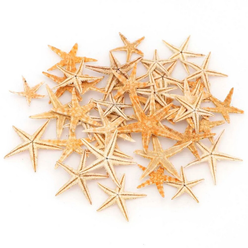 20 Vnt. 1 dėžutė Natūralus jūrų žvaigždė Seashell Beach Craft Natural Sea Stars DIY Paplūdimio vestuvių dekoravimo amatai Namų dekoras Epoksidas 1-5 cm