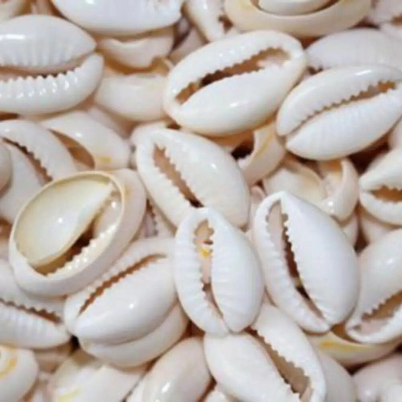 100 vnt. 1 8 cm Cowry Shell baltos jūros kriauklių karoliukai su „pasidaryk pats“ apyranke, kaklo papuošalu, papuošalų gamybos aksesuarais