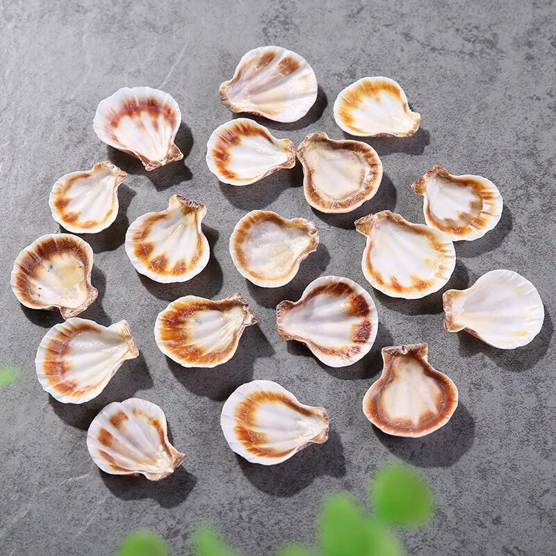 Vastag csipkés kagyló halakhoz Természetes dekor minta Óceán táj mediterrán stílusú 10 db/tétel