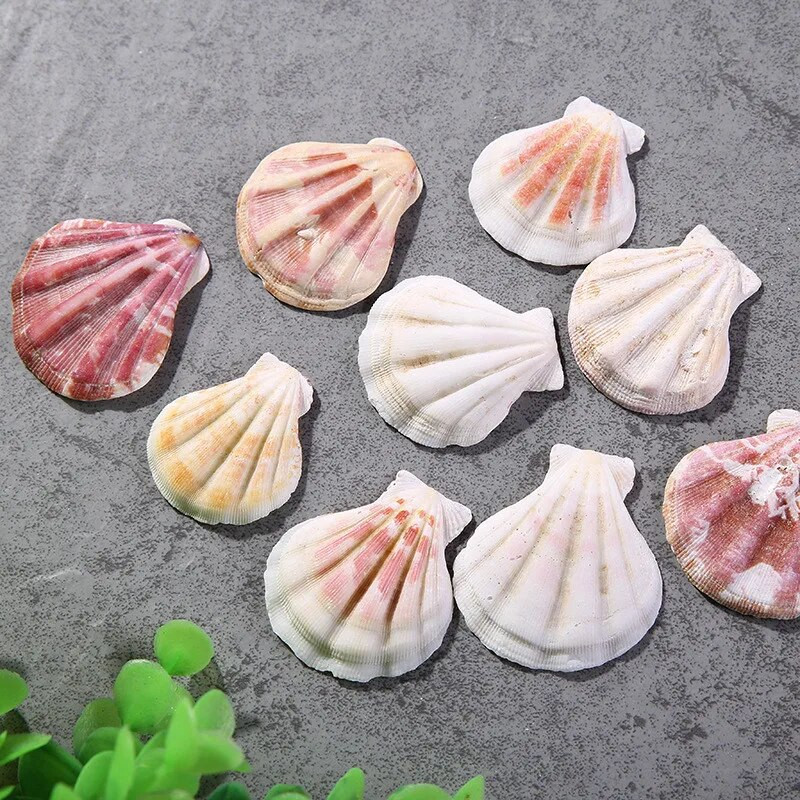 Vastag csipkés kagyló halakhoz Természetes dekor minta Óceán táj mediterrán stílusú 10 db/tétel