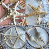 Dabiski mini gliemežnīcas Vidusjūras 1 maiss Interesanti krāsaini jaukti reāli mazi jūras gliemežvāki akvārija jūras dekorācijas rotājumi