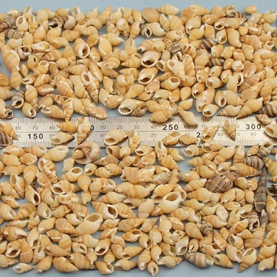 Dabiski mini gliemežnīcas Vidusjūras 1 maiss Interesanti krāsaini jaukti reāli mazi jūras gliemežvāki akvārija jūras dekorācijas rotājumi