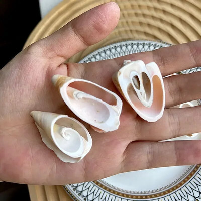 Dabiski mini gliemežnīcas Vidusjūras 1 maiss Interesanti krāsaini jaukti reāli mazi jūras gliemežvāki akvārija jūras dekorācijas rotājumi