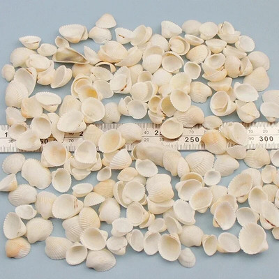 Dabiski mini gliemežnīcas Vidusjūras 1 maiss Interesanti krāsaini jaukti reāli mazi jūras gliemežvāki akvārija jūras dekorācijas rotājumi