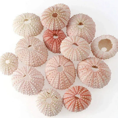 Dabiski mini gliemežnīcas Vidusjūras 1 maiss Interesanti krāsaini jaukti reāli mazi jūras gliemežvāki akvārija jūras dekorācijas rotājumi