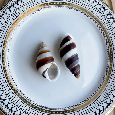 Dabiski mini gliemežnīcas Vidusjūras 1 maiss Interesanti krāsaini jaukti reāli mazi jūras gliemežvāki akvārija jūras dekorācijas rotājumi