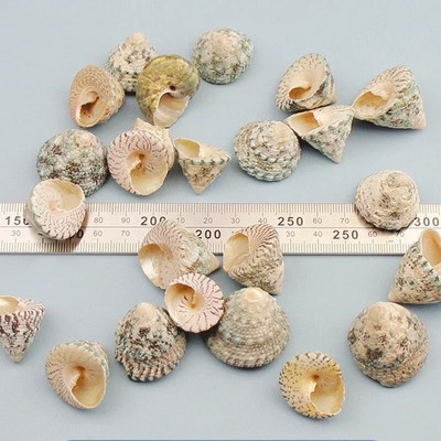 Dabiski mini gliemežnīcas Vidusjūras 1 maiss Interesanti krāsaini jaukti reāli mazi jūras gliemežvāki akvārija jūras dekorācijas rotājumi