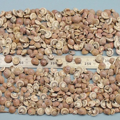 Dabiski mini gliemežnīcas Vidusjūras 1 maiss Interesanti krāsaini jaukti reāli mazi jūras gliemežvāki akvārija jūras dekorācijas rotājumi