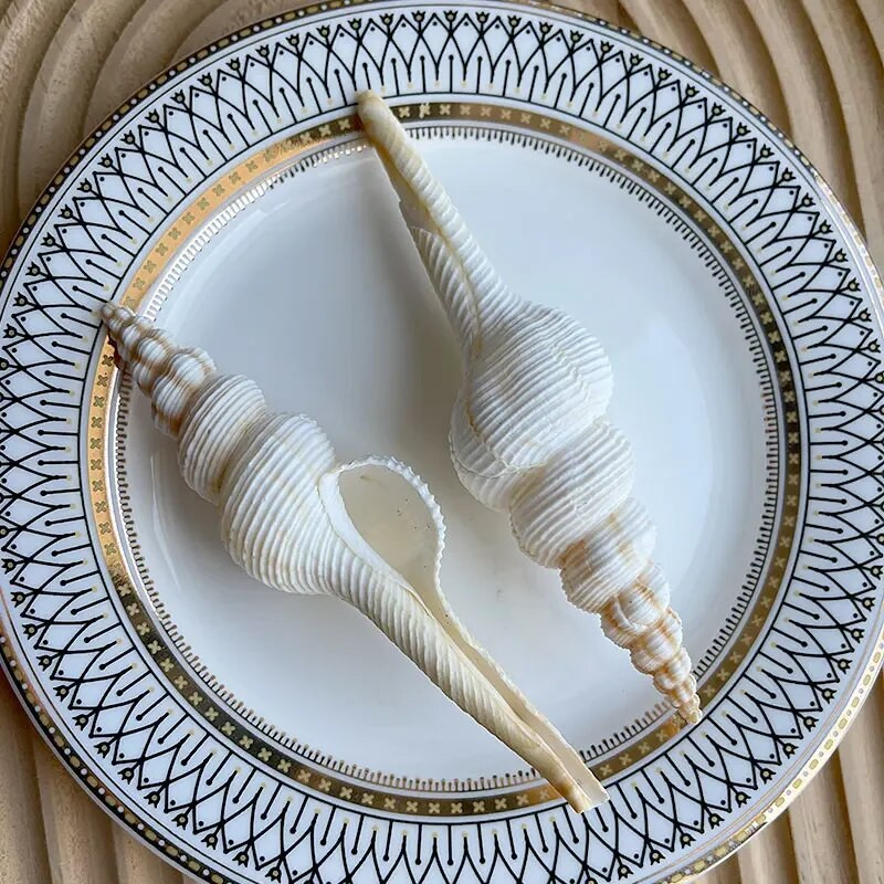 Dabiski mini gliemežnīcas Vidusjūras 1 maiss Interesanti krāsaini jaukti reāli mazi jūras gliemežvāki akvārija jūras dekorācijas rotājumi