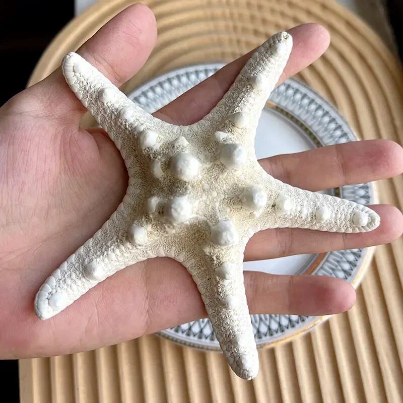 Dabiski mini gliemežnīcas Vidusjūras 1 maiss Interesanti krāsaini jaukti reāli mazi jūras gliemežvāki akvārija jūras dekorācijas rotājumi