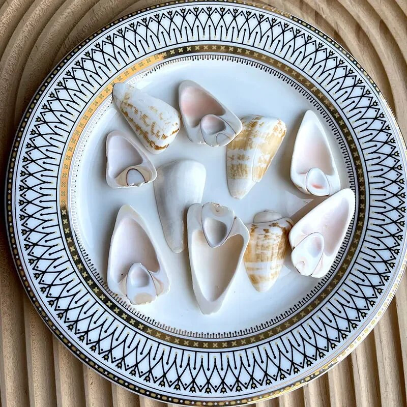 Dabiski mini gliemežnīcas Vidusjūras 1 maiss Interesanti krāsaini jaukti reāli mazi jūras gliemežvāki akvārija jūras dekorācijas rotājumi