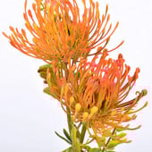 Dirbtinė chrizantema rutulinė gėlė Leucospermum puokštė stiebo plastikinė hortenzija vestuvių renginių vakarėliui, namų sodo dekoravimui