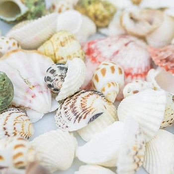 100g/pack Natural Seashell Mix Sea Shells Conch Diy Micro Landscape for Garden Fish Aquarium Διακόσμηση σπιτιού R7n3