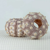 Izvrstan stolni ukras Široka primjena Dug životni vijek Praktični ukras morske školjke DIY uređenje doma