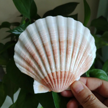 2 τμχ Natural Orange Lion\'s Paw Baking Sea Shells Conch White Scallop Shell DIY Special for Painting Fish Tank Decoration 9-12CM