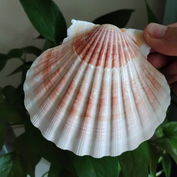 2 τμχ Natural Orange Lion\'s Paw Baking Sea Shells Conch White Scallop Shell DIY Special for Painting Fish Tank Decoration 9-12CM