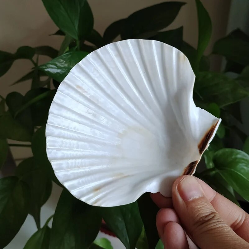 2 tk Naturaalne oranž Lõvikäpp, küpsetamine merekarbid, valge kammkarp, meisterdamine, spetsiaalne akvaariumi kaunistuste värvimiseks 9-12 cm