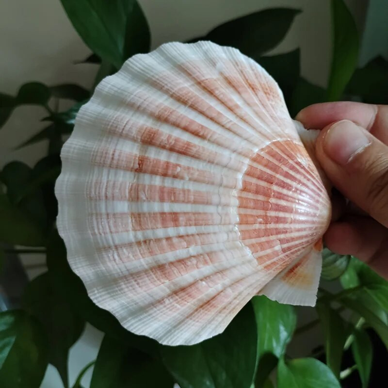 2 tk Naturaalne oranž Lõvikäpp, küpsetamine merekarbid, valge kammkarp, meisterdamine, spetsiaalne akvaariumi kaunistuste värvimiseks 9-12 cm