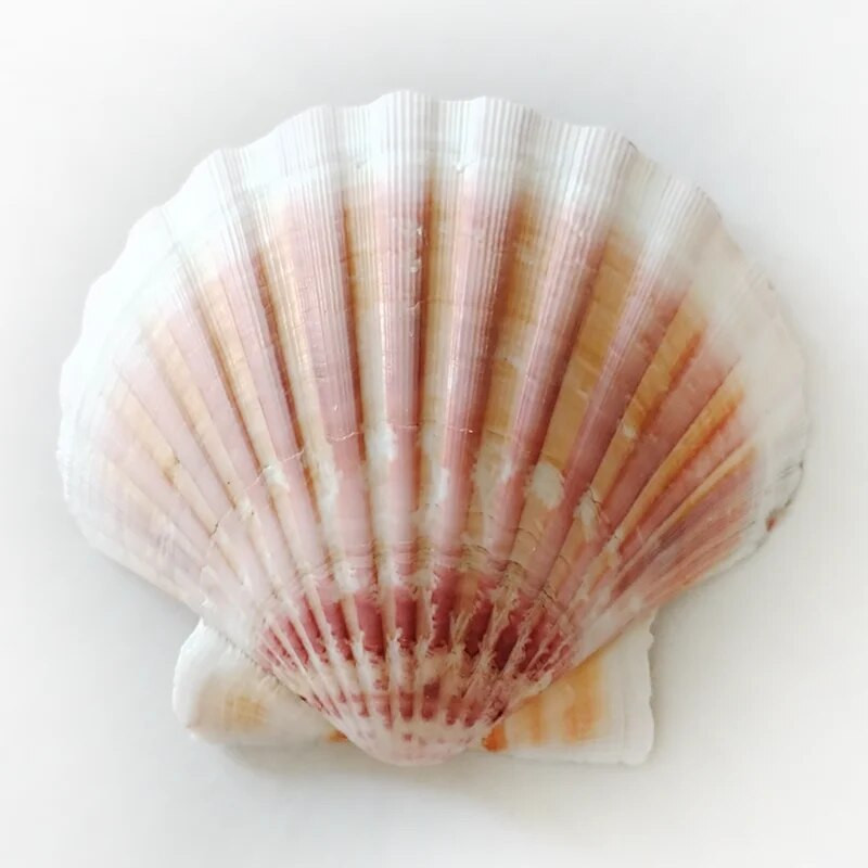 2 tk Naturaalne oranž Lõvikäpp, küpsetamine merekarbid, valge kammkarp, meisterdamine, spetsiaalne akvaariumi kaunistuste värvimiseks 9-12 cm