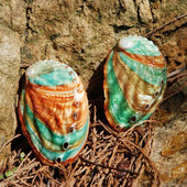 2 vnt Abalone Shell kriauklė kiaukutė žuvų rezervuaras kraštovaizdis „pasidaryk pats“ rankų darbo medžiaga, tapyba kambario apdaila, fotografijos rekvizitai, 6–7 cm