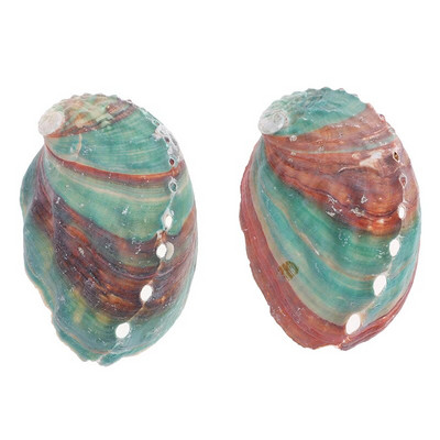 2 vnt Abalone Shell kriauklė kiaukutė žuvų rezervuaras kraštovaizdis „pasidaryk pats“ rankų darbo medžiaga, tapyba kambario apdaila, fotografijos rekvizitai, 6–7 cm