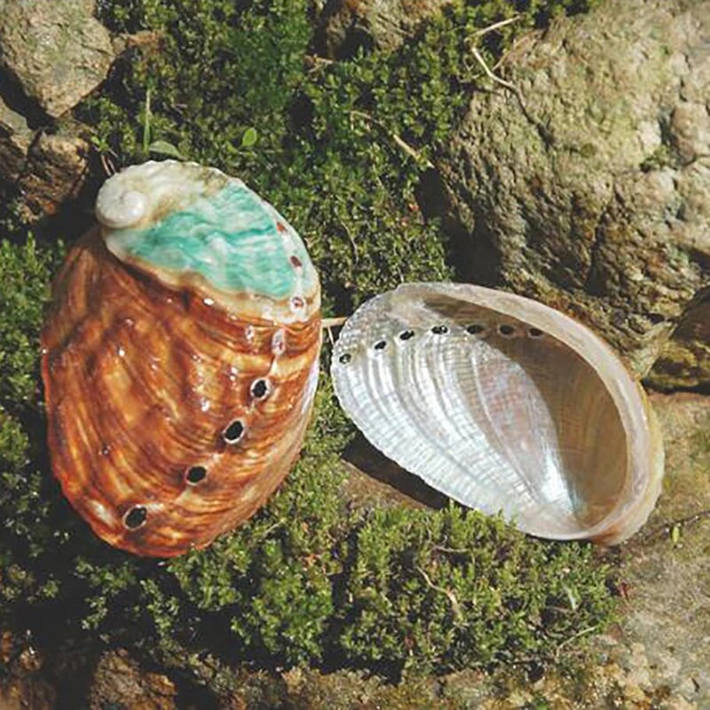 2 vnt Abalone Shell kriauklė kiaukutė žuvų rezervuaras kraštovaizdis „pasidaryk pats“ rankų darbo medžiaga, tapyba kambario apdaila, fotografijos rekvizitai, 6–7 cm