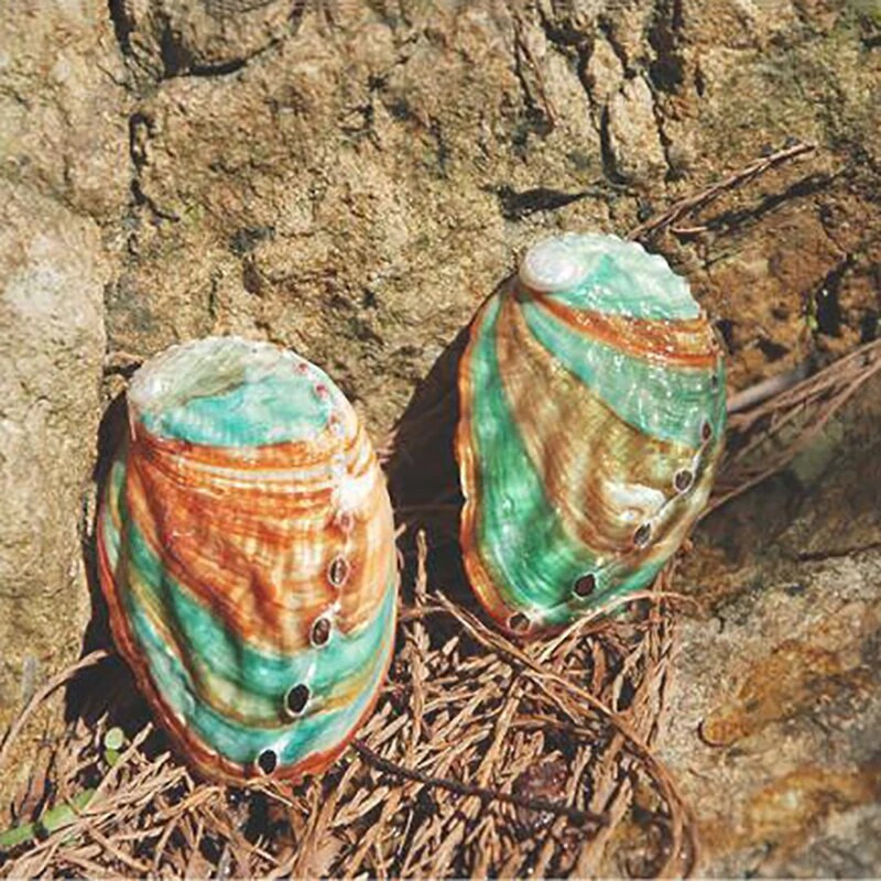 2 vnt Abalone Shell kriauklė kiaukutė žuvų rezervuaras kraštovaizdis „pasidaryk pats“ rankų darbo medžiaga, tapyba kambario apdaila, fotografijos rekvizitai, 6–7 cm