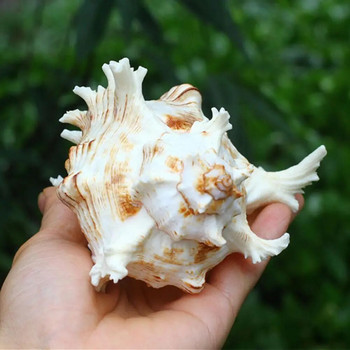 Φυσικό Kylin Snail Style Μεγάλα κοχύλια κόγχων Χειροτεχνία Άγαλμα Conque Natural Coquilles Τοπίο Διακόσμηση Δώρα Q0e3
