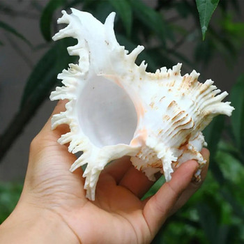 Natural Kylin Snail Style Large Conch Shells Crafts Statue Conque Natural Coquilles Landscape De Decoration Gifts Q0e3