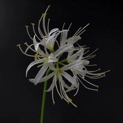 SunMade Magic Crin Ramă Echinocțiu Mătase Flori Artificiale Home Decor Nunta Decor Toamna Flores Artificiale Alb Crăciun