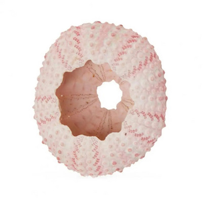 Jūros ežio kiautas Didelio patvarumo išskirtinės formos Akį traukiantis kriauklės kriauklė papuošalas „pasidaryk pats“ namų dekoravimo gimtadienio dovana