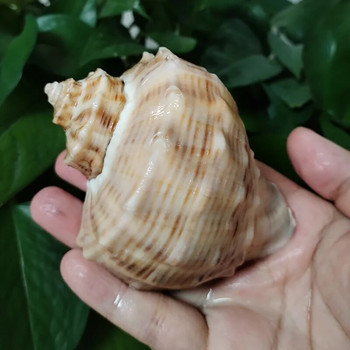 10-12cm Big Stone Turban Seashell Large Natural Turbo Saxosus Shells Rapana Hermit Crab Shell Conch Crafts Συλλογές δείγματος