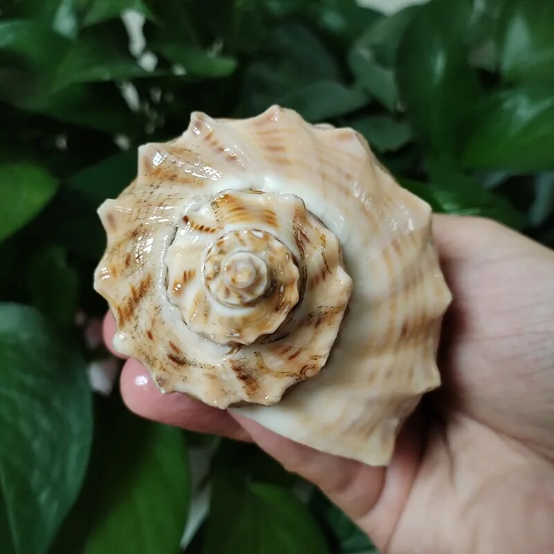 10-12 cm nagy köves turbán tengeri kagyló nagy természetes turbó saxosus kagylók Rapana remete rák kagyló kagyló kézműves mintagyűjtemények