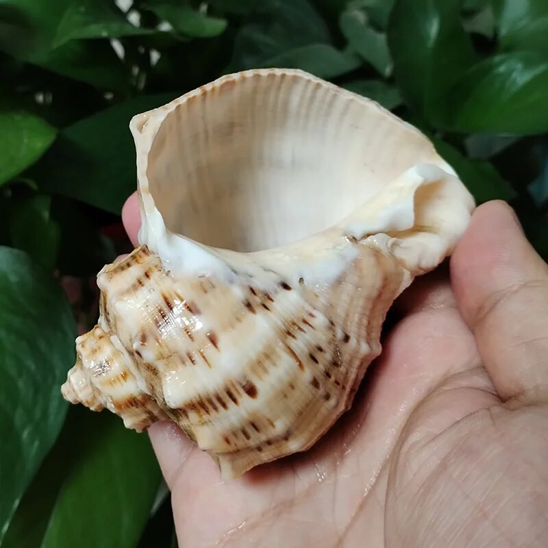 10-12 cm nagy köves turbán tengeri kagyló nagy természetes turbó saxosus kagylók Rapana remete rák kagyló kagyló kézműves mintagyűjtemények