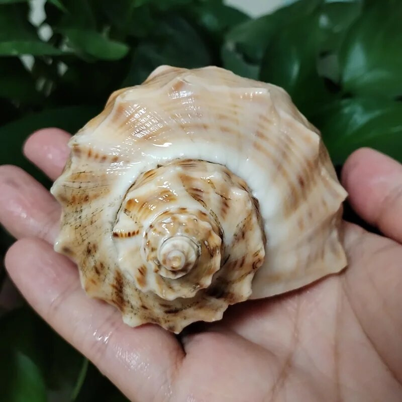 10-12 cm nagy köves turbán tengeri kagyló nagy természetes turbó saxosus kagylók Rapana remete rák kagyló kagyló kézműves mintagyűjtemények