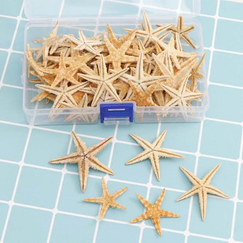 Широко приложение 1 кутия Красиви естествени океански плажни раковини Преносима звездна морска раковина Сладка за подаръци