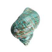 Natūralus kriauklė kiautas koralas 8 cm didelis sraigės kiautas fluorescencinis bokštas sraigės kriauklės pavyzdys namų „pasidaryk pats“ dekoras