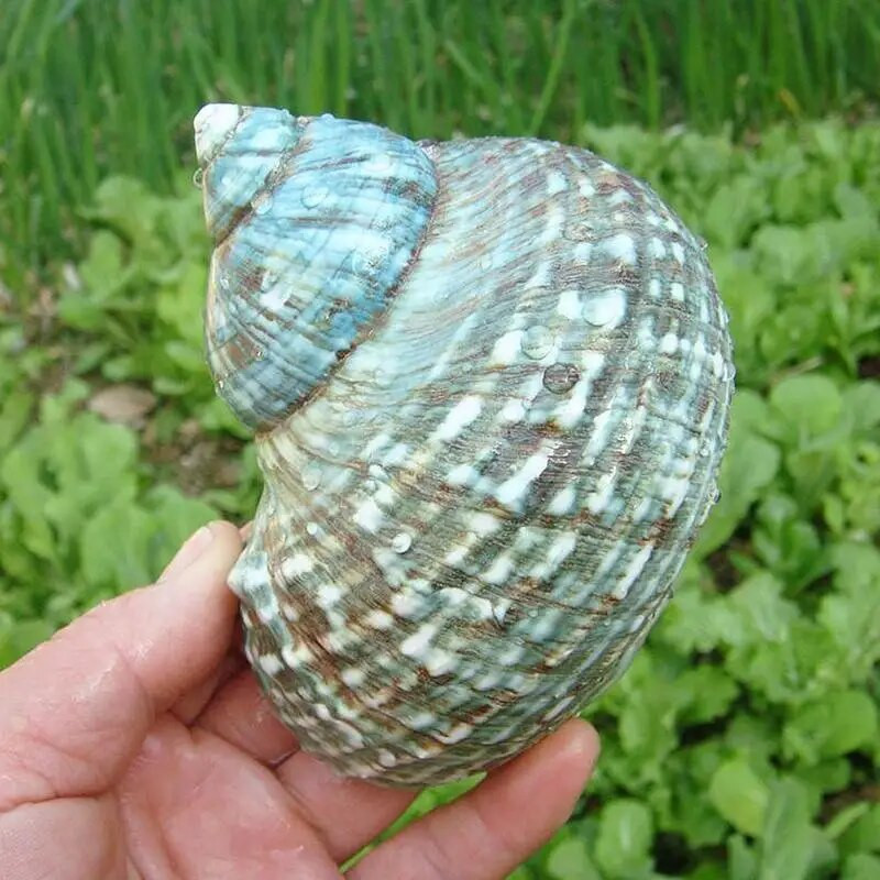 Natūralus kriauklė kiautas koralas 8 cm didelis sraigės kiautas fluorescencinis bokštas sraigės kriauklės pavyzdys namų „pasidaryk pats“ dekoras