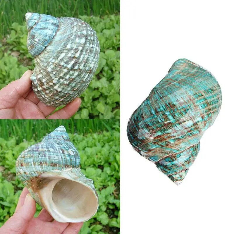 Natūralus kriauklė kiautas koralas 8 cm didelis sraigės kiautas fluorescencinis bokštas sraigės kriauklės pavyzdys namų „pasidaryk pats“ dekoras