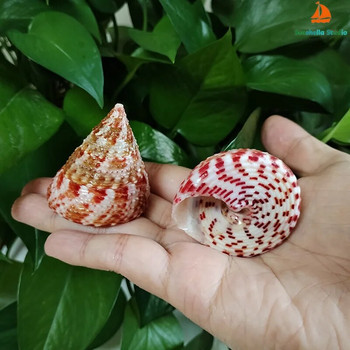 3 PC Red Banded Tower Shells Естествени конусовидни горни черупки Trochus Conus За за ваза Пълнеж за домашен декор， Сватбен плажен декор